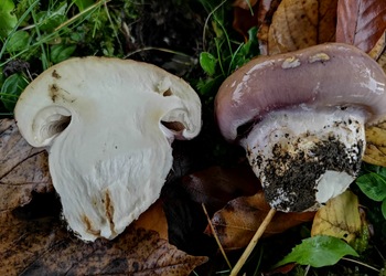 Braunvioletter Schleimkopf (Cortinarius balteatocumatilis) - © Bernard Wieser